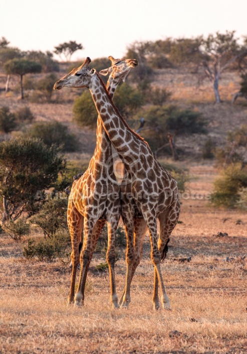 Young Male Giraffes Necking Affectionately