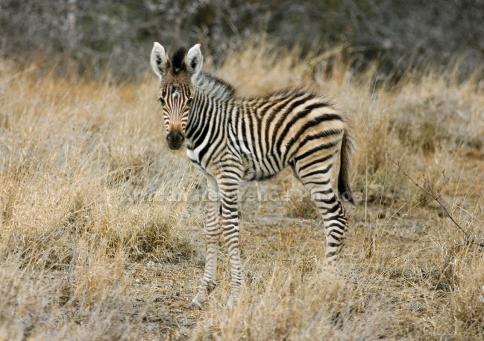 Zebra Foal Looking at Camera