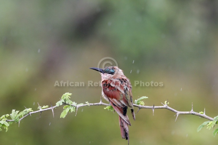 Carmine Bee-Eater