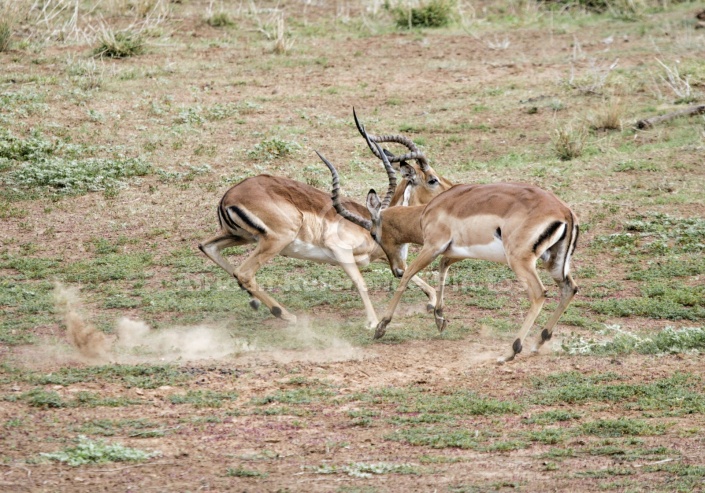 Impala Males Fighting