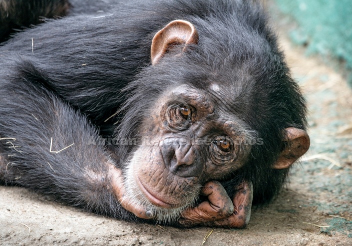 Chimpanzee Lying with Head on Hand
