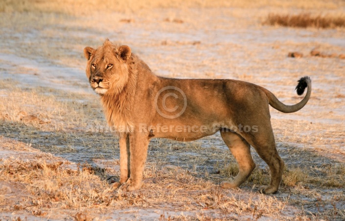 Young Male Lion in Warm Afternoon Sun