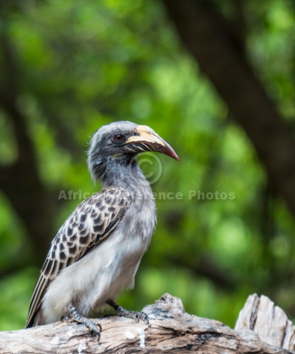 African Grey Hornbill Female