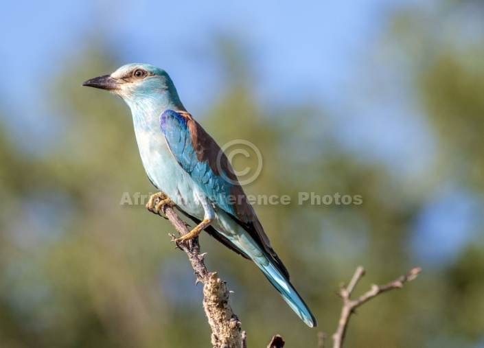 European Roller