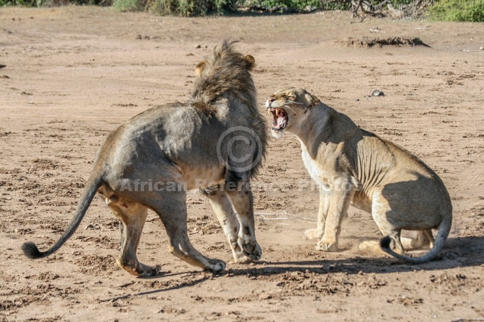 Lioness Growling at Male After Mating