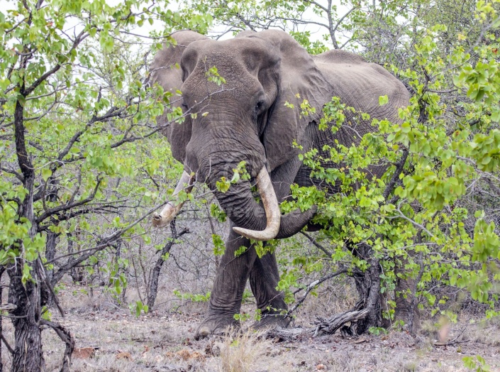 Elephant Bull in Mopane Woodland