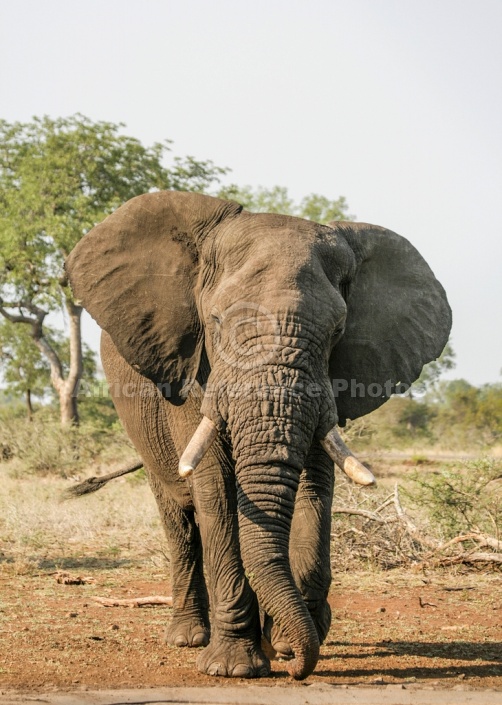 African Elephant Reference Image