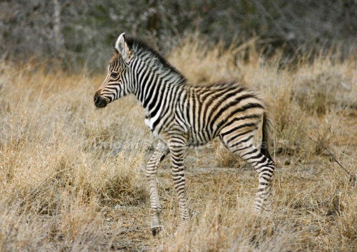 Young Zebra Foal, Side View