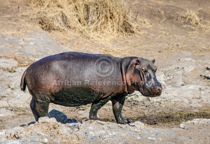 Hippo Standing in Open Ground