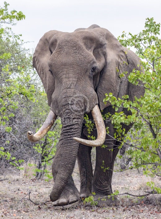 Bull Elephant with Big Tusks