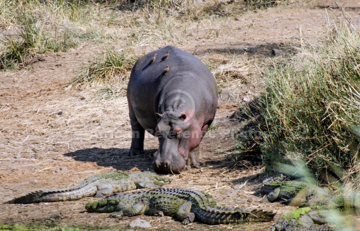 Hippo with Crocodiles
