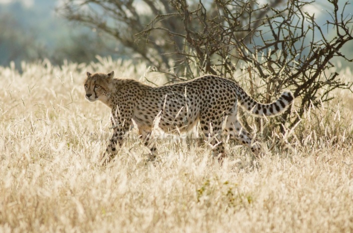 Cheetah in Winter Grass