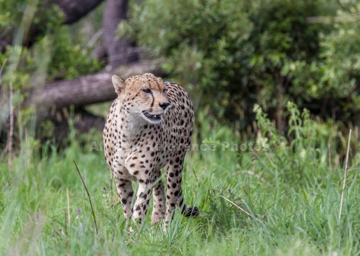 Cheetah Male in Green Grass