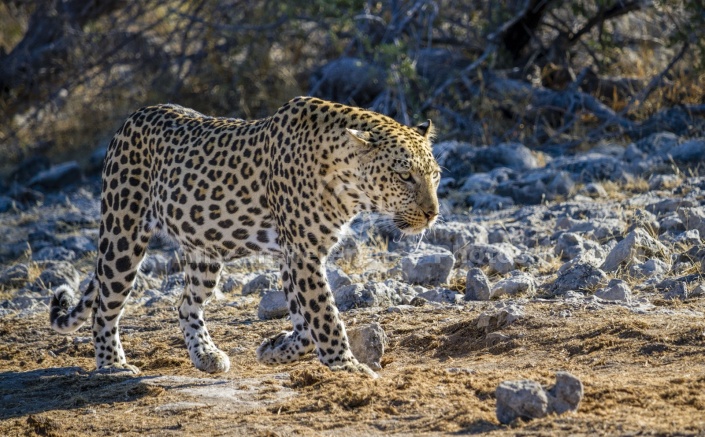 Leopard on the Move