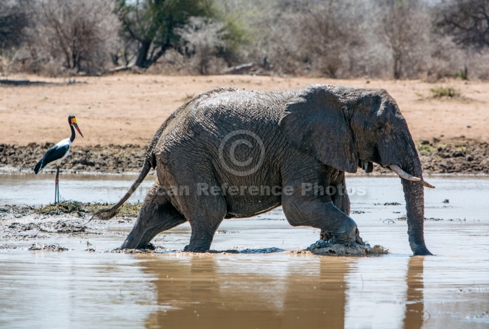 Elephant Wading