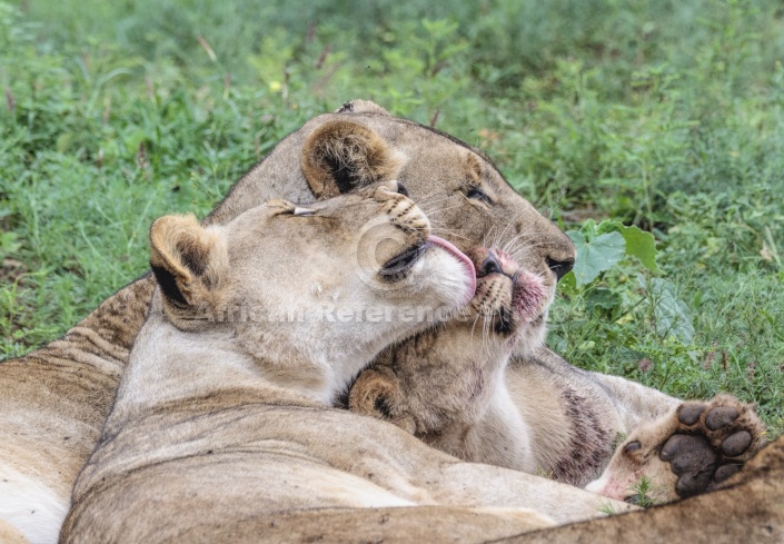 Lioness Nuzzling Youngster