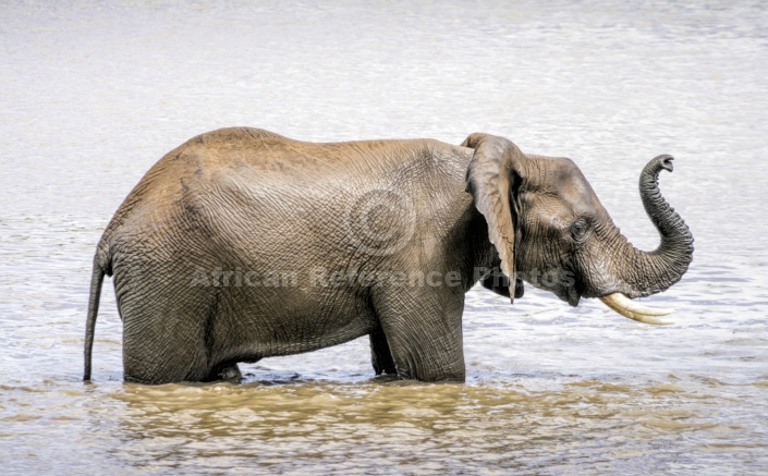 Elephant Standing in Water