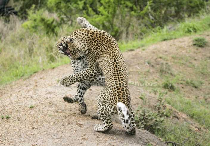 Leopard Youngsters Play Fighting