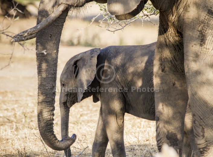 Elephant Juvenile with Adult