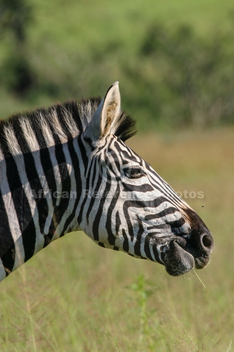 Zebra Head in Profile