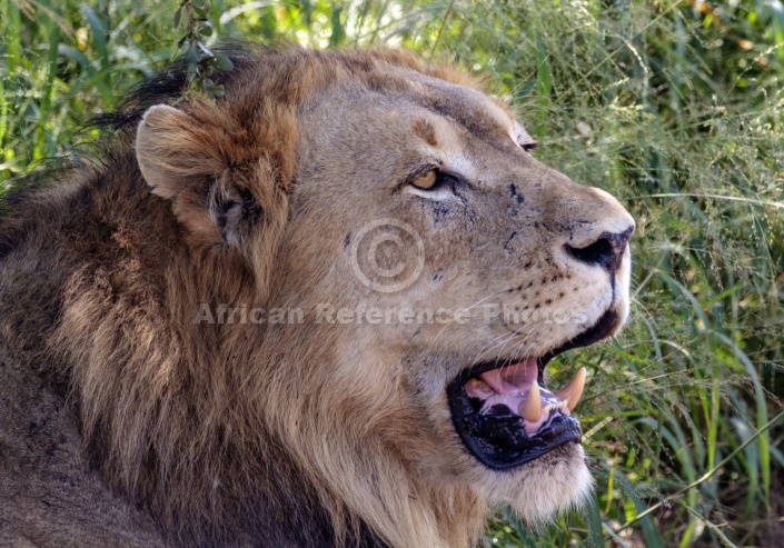 Lion Male at Rest in Shade