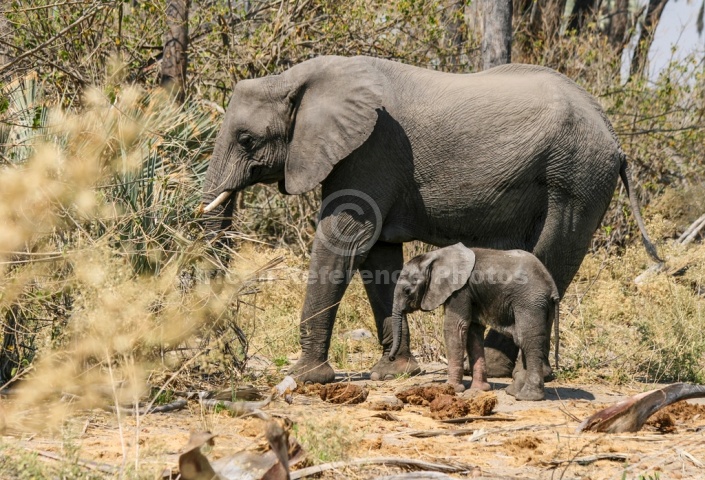 Elephant Mother with Baby