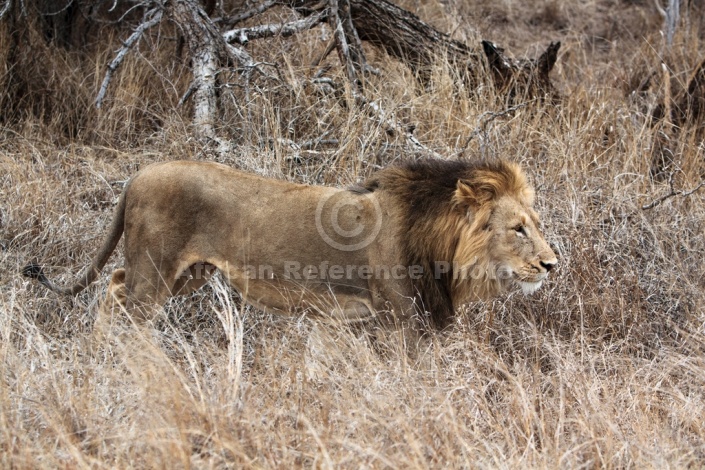 Lion Male Reference Photo