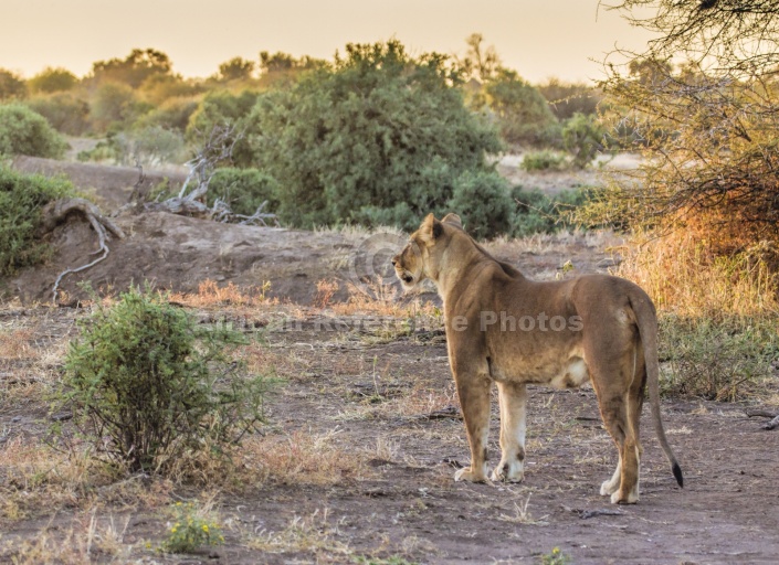 Lioness at Sunset