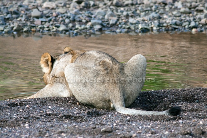 Young Lion Crouching to Drink