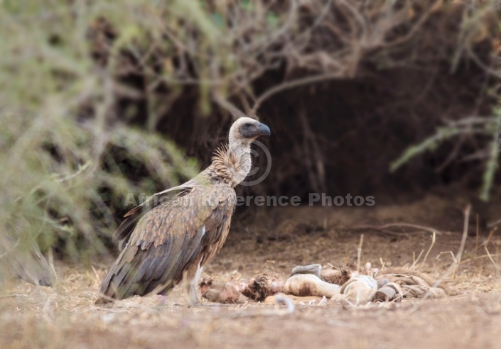 White-Backed Vulture with Remains of Carcass