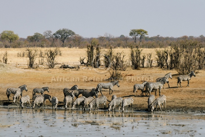 Scenic View of Zebra Herd Gathering to Drink