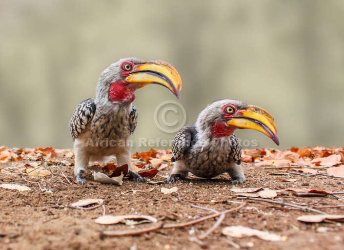 Pair of Southern Yellow-billed Hornbills