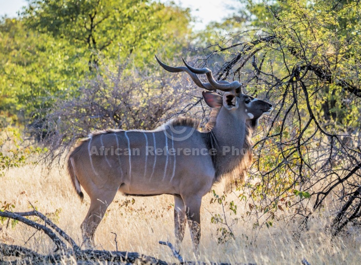 Male Kudu Browsing