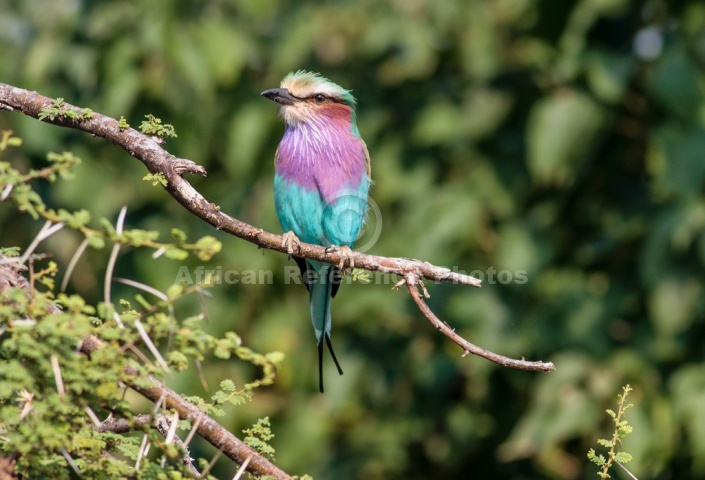 Lilac-Breasted Roller Perched on Twig