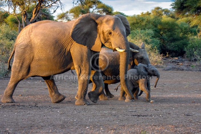 Elephant Matriarch with Juveniles
