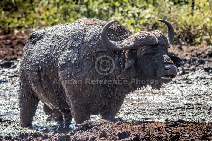 Mud-encrusted Buffalo Bull