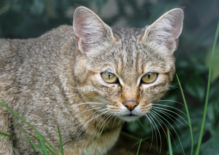 African Wild Cat Reference Image