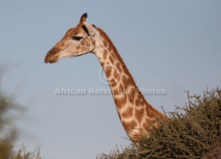 Female Giraffe head and neck