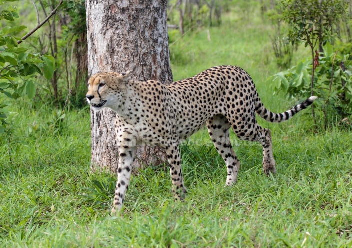 Cheetah Male Reference Photo