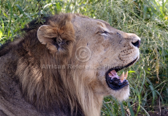 Lion Male Dozing