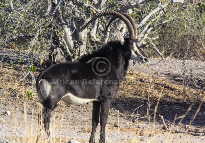 Sable Antelope Bull