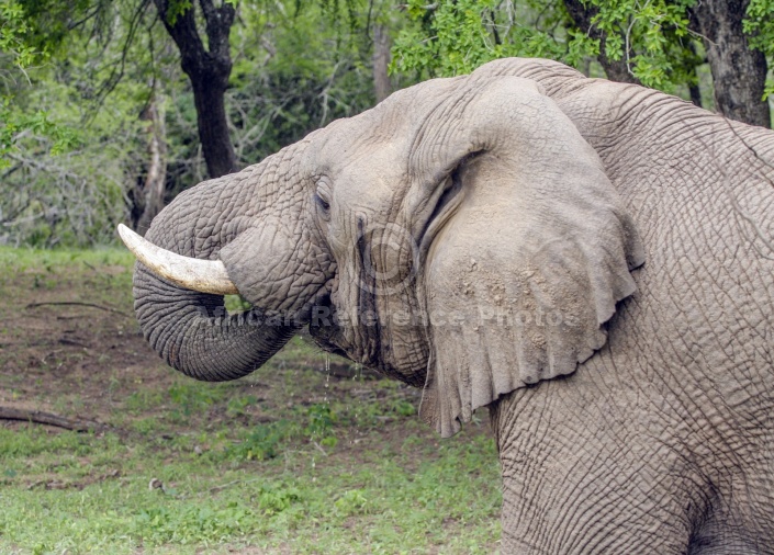 Elephant using Trunk for Drinking