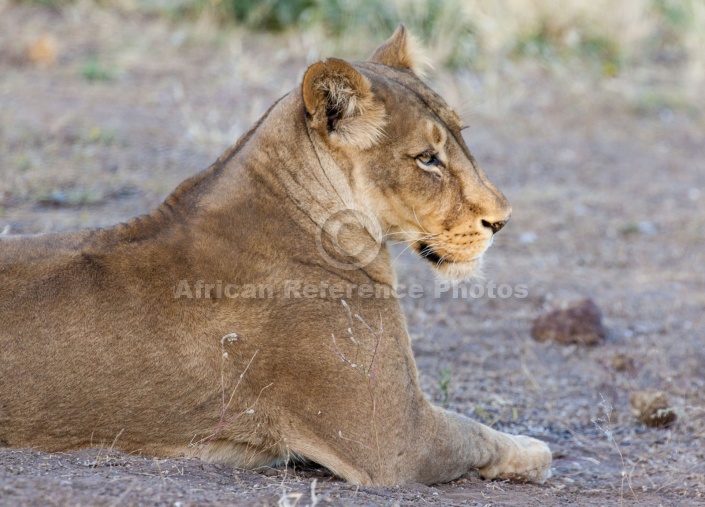 Lioness Side-on