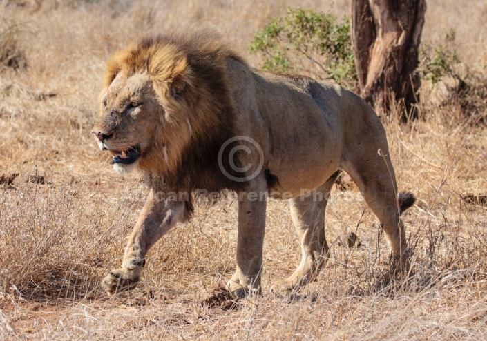 Male Lion Stepping Through Open Grassland