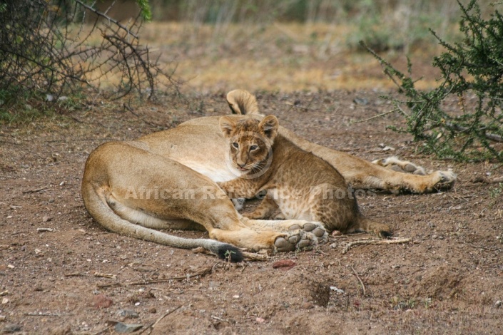 Lioness and Alert Cub