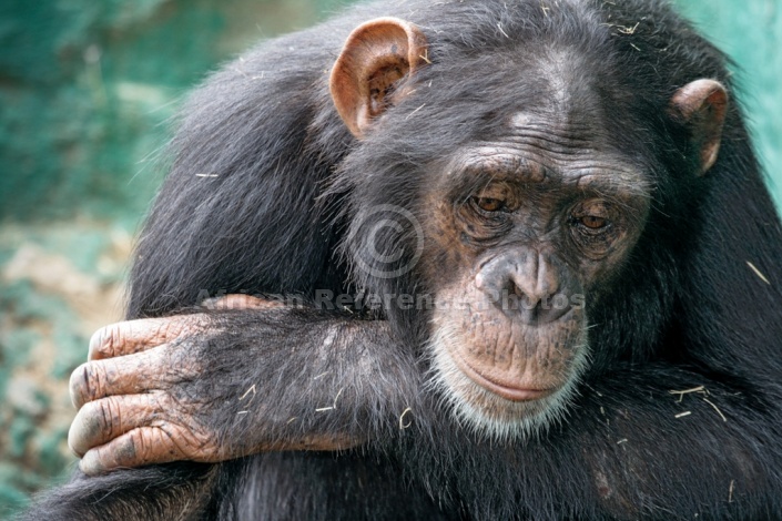 Chimpanzee Looking Pensive