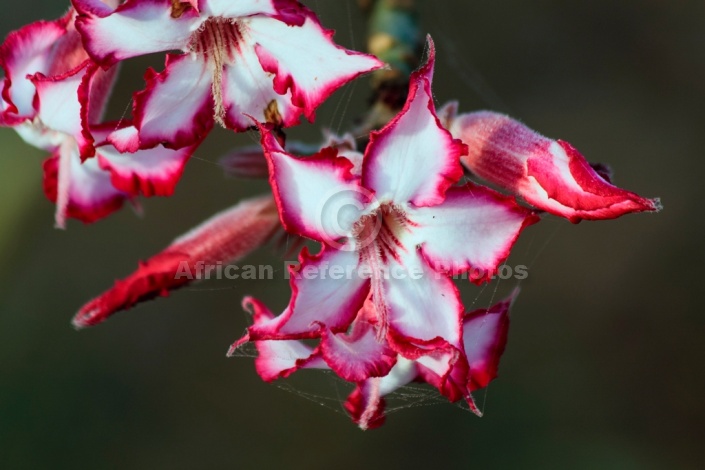 Impala Lily in Flower