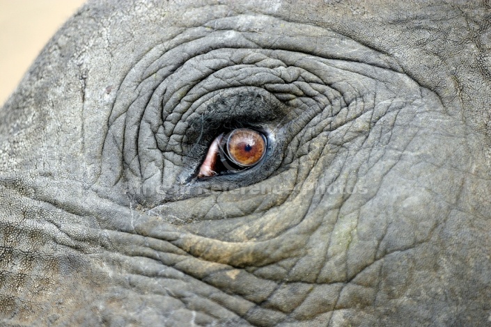 Elephant Eye, Close-Up
