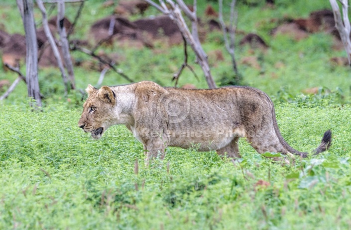 Lioness Walking, Side-on
