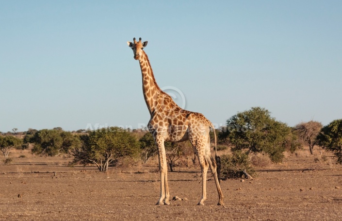 Giraffe Female in Open Terrain